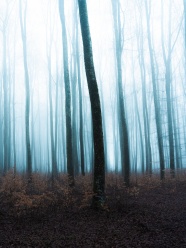初冬雾气朦胧树林图片