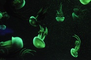 绿色透明水母图片