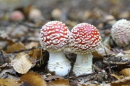 飞木耳野生蘑菇包图片