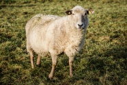 农牧场羔羊图片