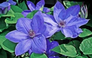 紫色铁线莲花朵图片