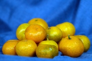 成熟柑橘收成图片