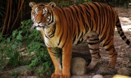 马来西亚老虎图片