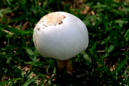 草地白色蘑菇苞图片