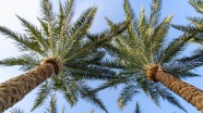 绿色棕榈树树木图片