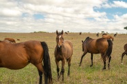 草原牧场马群图片
