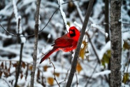 冬季红衣教主图片