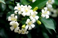 白色茉莉花花朵图片