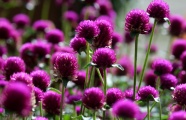 紫色观赏花图片摄影