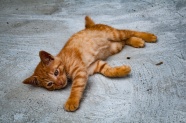 躺在地上的橙色虎斑猫图片