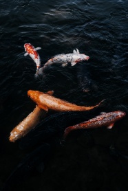 水中游的锦鲤鱼图片
