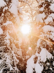 冬季逆光雪松树图片