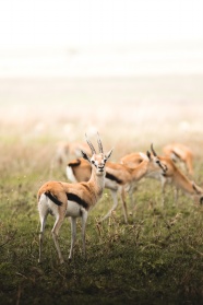草地野生鹿科动物图片