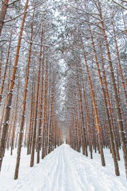 冬季唯美柏树林图片