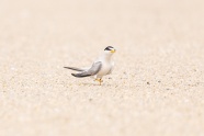 沙滩海鸟图片