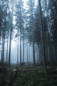 雾气朦胧树林图片摄影