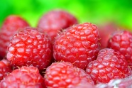 诱人红山莓图片