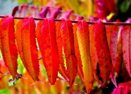 枝杈红叶子图片