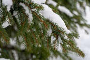 冬季松树积雪景观图片