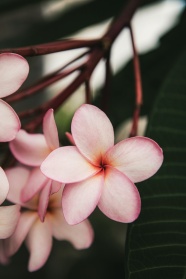 粉红色鸡蛋花图片