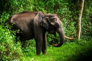 丛林非洲野生大象图片