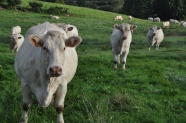 高原放牧奶牛群图片