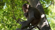 动物园树枝猴子图片