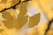 秋天黄色银杏叶子图片
