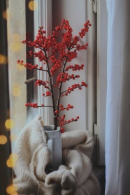 花瓶中的冬青图片