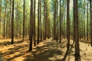 松树林森林景观图片
