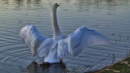 湖边展翅白天鹅图片