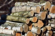 木柴堆砍伐特写图片