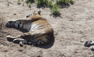 躺着睡觉的大老虎图片