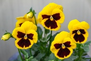 黄色三色堇花朵图片