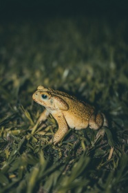 青蛙坐在草丛中图片