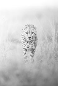 野生猎豹黑白摄影图片