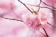 小清新粉色樱花图片