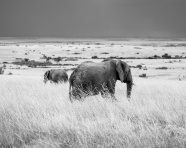 黑白非洲象摄影图片