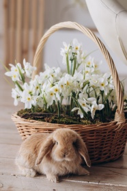 可爱垂耳兔水仙花图片