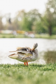 河边草地母鸭子图片