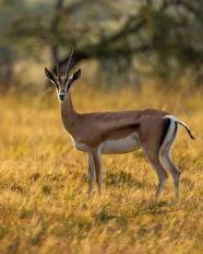非洲草地野生麋鹿图片