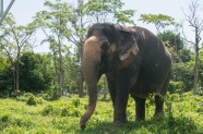 野生丛林大象图片