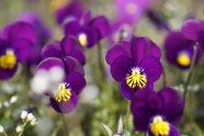 紫色三色堇花朵摄影图片