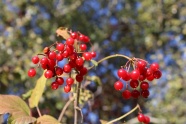 秋天红浆果成熟图片