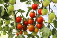 菜园小番茄西红柿图片