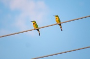 电线杆上两只食蜂鸟图片