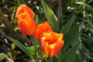 橙色郁金香花图片