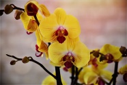 黄色蝴蝶兰花朵图片