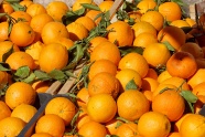 橙色橘子丰收图片