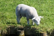 白色羊羔吃草图片
